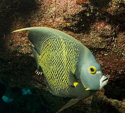 Franču eņģeļzivs (Pomacanthus paru)