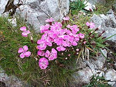 Description de l'image Schneeberg - flower.jpg.