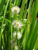 Sparganium japonicum﻿(інші мови)