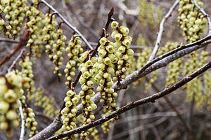 통조화(S.praecox)