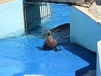 Otaria al Marineland di Antibes, Francia