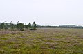 A heath in Čepkeliai