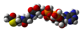 {Molecuulmodellen van acetyl-CoA