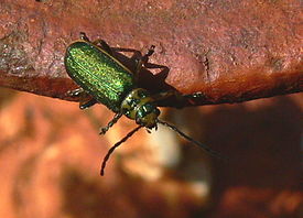 Trirhabda flavolimbata