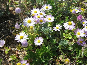 Bellis annua ou margarida-menor