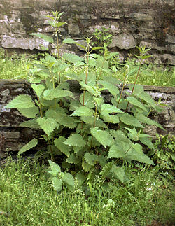 Urtica dioica.