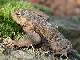 Pilkoji rupūžė (Bufo bufo)