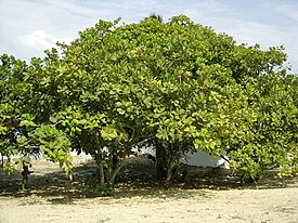 Munuaispuu (Anacardium occidentale), heimon tyyppisuvun tyyppilaji.