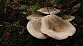 Udulehtrik (Clitocybe nebularis)