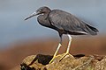 Aigrette sacrée en Nouvelle-Galles du Sud, Australie.