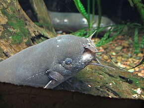 Description de l'image Electric catfish 0623.jpg.