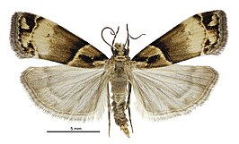 Eudonia periphanes