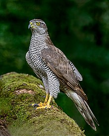 鷹形目下的蒼鷹（Accipiter gentilis）