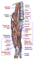 Músculs de la regió ilíaca i femoral. Vista anterior.