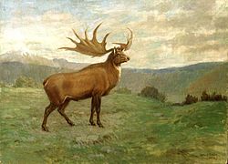 Megaloceros (Megaloceros giganteus)