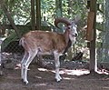 Urial (Ovis vignei)