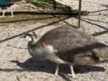 A female blue peafowl.