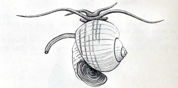 Dessin naturaliste, 1901.