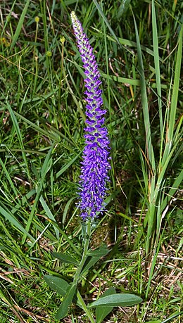 Varpotoji veronika (Veronica spicata)