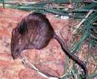 Rat polynésien