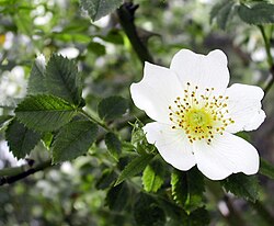 Floro de Rosa arvensis