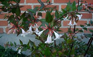 Abelia x grandiflora