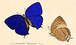 Arhopala tyrannus