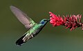 Los colibríes que pertenecen a la subfamilia de los Trochilinae y que conjuntamente con las Hermitas que pertenecen a la subfamilia Phaethornithinae conforman la familia Trochilidae, que en la nueva sistemática de Charles Sibley son clasificados en un orden propio Trochiliformes, separándolos de los vencejos del orden Apodiformes, son para muchos autores la única familia del orden. Son los pájaros más pequeños del mundo. La familia de los colibríes comprende más de 100 géneros que se dividen en un total de 330 a 340 especies. Por Mdf.