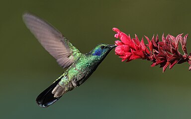 C. c. cabanidis in flight Panama