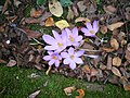 Crocus nudiflorus (H)