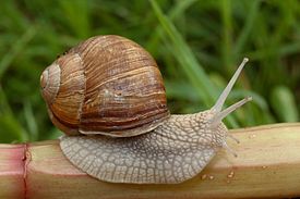 Виноградная улитка (Helix pomatia)