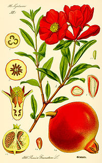 Grantapfel (Punica granatum)