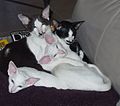 Oriental Shorthairs