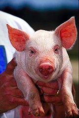 Fine white haired, pink-skinned Sus scrofa