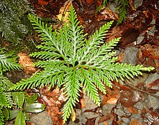 Selaginella flabellata