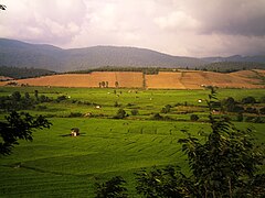 Shalizar (Rice Fields)