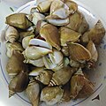 Dog conchs served in a seafood restaurant near Johor Bahru, Malaysia