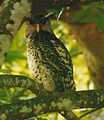 Spot-bellied eagle-owl