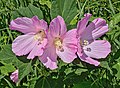 Hibiscus moscheutos