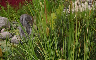 Dværg-Dunhammer (Typha minima).