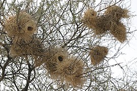 Neste in 'n boom in Botswana, Afrika.