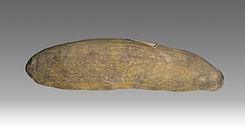 Adansonia digitata Balansa collection MHNT