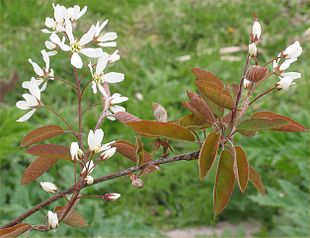 Almindelig bærmispel (Amelanchier lamarckii)