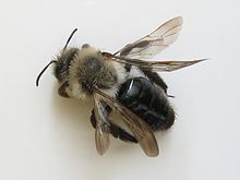 Andrena vaga