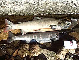 Oncorhynchus rhodurus