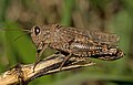 Italian locust