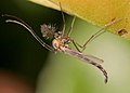 Chironomidae, dansmuggen