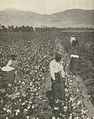 Cotton Field --- பருத்திக் காடு