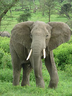 Elefante-africano