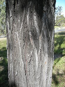 Eucalyptus Crebra bark.jpg